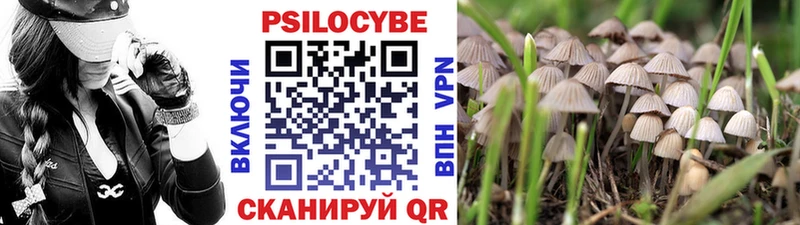 Купить где  Прохладный  Галлюциногенные грибы Psilocybe 